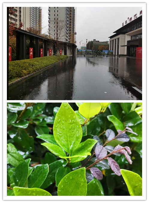 雨