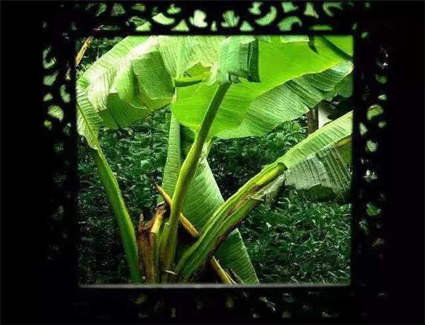一首小诗-高速物业合肥时代城-黄陈-如梦令·窗外